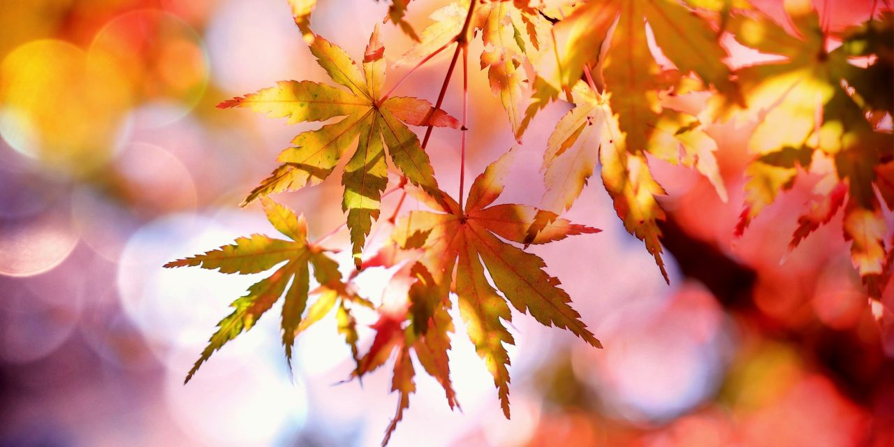 Zapraszamy wszystkich uczniów do udziału w konkursie fotograficznym: Jesienna Przyroda.