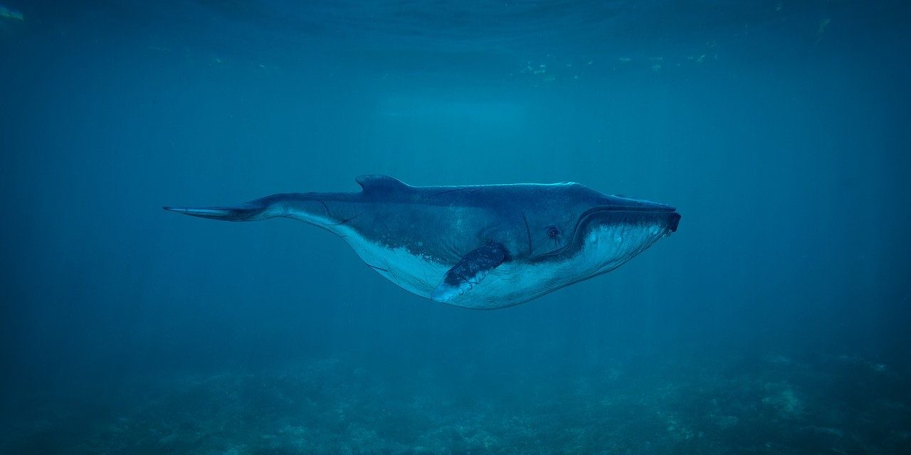 Niebieski wieloryb